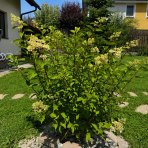 Hortenzia metlinatá (Hydrangea paniculata) ´VANILLE FRAISE´® - výška 20-30 cm, kont. C2L